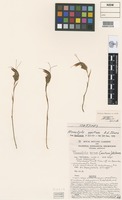 Isotype of Pterostylis aestiva D.L.Jones [family ORCHIDACEAE]