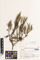 Isotype of Amyema tridactyla Barlow [family LORANTHACEAE]