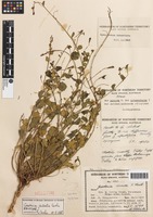 Holotype of Goodenia centralis Carolin [family GOODENIACEAE]