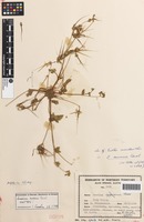 Isotype of Erodium aureum Carolin [family GERANIACEAE]
