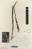 Filed as Disa aconitoides sond. subsp. aconitoides [family ORCHIDACEAE]