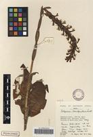 Filed as Satyrium macrophyllum Lindl. [family ORCHIDACEAE]