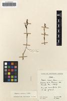 Filed as Disperis concinna Schltr. [family ORCHIDACEAE]