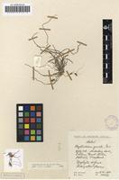 Filed as Mystacidium gracile Harv. [family ORCHIDACEAE]
