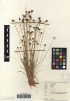 Filed as Lipocarpha nana (A.Rich.) Cherm. [family CYPERACEAE]