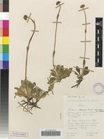 Isotype of Valeriana capensis Thunb. var. nana B.L.Burtt [family VALERIANACEAE]