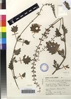 Holotype of Plectranthus porphyranthus t. j. edwards & n. crouch [family LAMIACEAE]