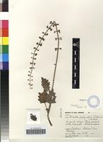 Holotype of Plectranthus porphyranthus t. j. edwards & n. crouch [family LAMIACEAE]