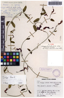 Isotype of Ceropegia distincta  N.E.Br. subsp.  verruculosa  R.A.Dyer [family APOCYNACEAE]