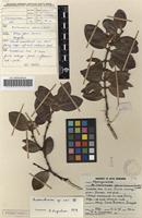 Filed as Acokanthera rotundata (Codd) Kupicha [family APOCYNACEAE]