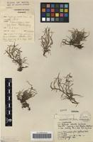 Filed as Kyllinga brevifolia Rottb. [family CYPERACEAE]