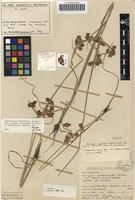 Filed as Courtoisia cyperoides (roxb.) nees subsp. africanus (c.b.cl. ex kuekenth.) vorster ms. [family CYPERACEAE]