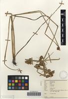 Filed as Courtoisia cyperoides (roxb.) nees subsp. africanus (c.b.cl. ex kuekenth.) vorster ms. [family CYPERACEAE]