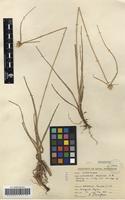 Filed as Lipocarpha chinensis (Osbeck) Kern [family CYPERACEAE]