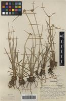 Filed as Lipocarpha chinensis (Osbeck) Kern [family CYPERACEAE]