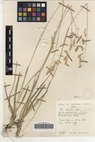 Filed as Poa binata Nees [family POACEAE]
