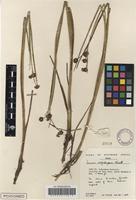 Filed as Juncus oxycarpus E.Mey. ex Kunth [family JUNCACEAE]