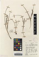 Filed as Wurmbea angustifolia B.Nord. [family COLCHICACEAE]