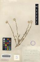 Filed as Helichrysum stenopterum DC. [family ASTERACEAE]