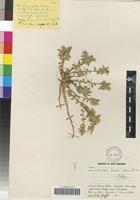 Isotype of Craterocapsa tarsodes Hilliard & B.L.Burtt [family CAMPANULACEAE]