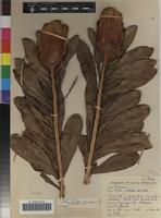 Isotype of Protea asymmetrica Beard [family PROTEACEAE]