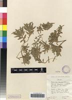 Filed as Craterocapsa tarsodes Hilliard&B.L.Burtt [family CAMPANULACEAE]