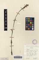 Filed as Disperis concinna Schltr. [family ORCHIDACEAE]