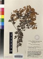 Isotype of Acacia chinchillensis Tindale [family FABACEAE]