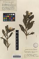 Filed as Catharanthus roseus (L.) G.Don [family APOCYNACEAE]