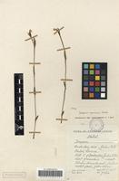Filed as Disperis concinna Schltr. [family ORCHIDACEAE]