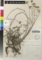 Holotype of Helichrysum ephelos Hilliard [family ASTERACEAE]