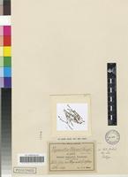 Isotype of Ilysanthes wilmsii Engl. [family SCROPHULARIACEAE]