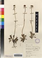 Filed as Valeriana capensis thunb. var. nana b. l. burtt [family VALERIANACEAE]