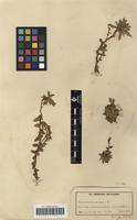 Filed as Craterocapsa tarsodes Hilliard&B.L.Burtt [family CAMPANULACEAE]