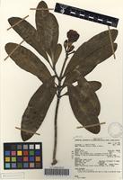 Filed as Voacanga thouarsii Roem. & Schult. [family APOCYNACEAE]