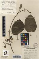 Filed as Mondia whitei (Hook.f.) Skeels [family APOCYNACEAE]