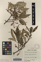 Filed as Prunus africana (Hook.f.) Kalkman [family ROSACEAE]