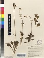 Filed as Valeriana capensis thunb. var. nana b. l. burtt [family VALERIANACEAE]