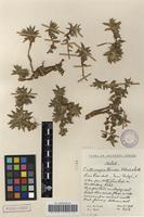 Filed as Craterocapsa tarsodes Hilliard&B.L.Burtt [family CAMPANULACEAE]