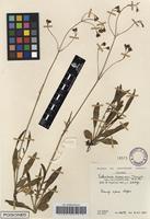 Filed as Valeriana capensis thunb. var. lanceolata n.e. br. [family VALERIANACEAE]