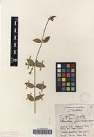 Filed as Orthanthera jasminiflora (Decne.) Schinz [family APOCYNACEAE]
