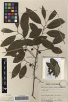 Filed as Prunus africana (Hook.f.) Kalkman [family ROSACEAE]