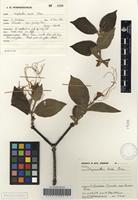 Filed as Strophanthus kombe Oliv. [family APOCYNACEAE]