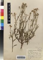 Filed as Senecio hieracioides DC. [family ASTERACEAE]