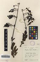 Filed as Phygelius capensis E.Mey. ex Benth. [family SCROPHULARIACEAE]
