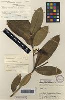 Filed as Voacanga thouarsii Roem. & Schult. [family APOCYNACEAE]