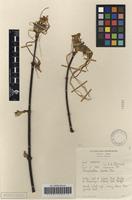 Filed as Strophanthus kombe Oliv. [family APOCYNACEAE]