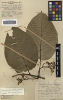 Filed as Mondia whitei (Hook.f.) Skeels [family APOCYNACEAE]