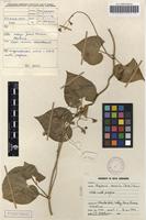 Filed as Pergularia daemia (Forssk.) Chiov. [family APOCYNACEAE]