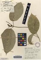 Filed as Mondia whitei (Hook.f.) Skeels [family APOCYNACEAE]